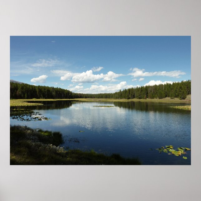 Svan Sjö II vid Grand Teton National Park Poster (Framsidan)