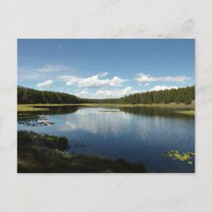 Svan Sjö II vid Grand Teton National Park Vykort
