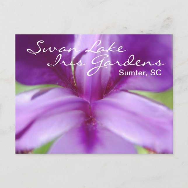 Svan Sjö-Iris Gardens vykort (Framsida)