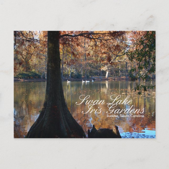 Svan Sjö Iris Gardens vykort (Framsida)