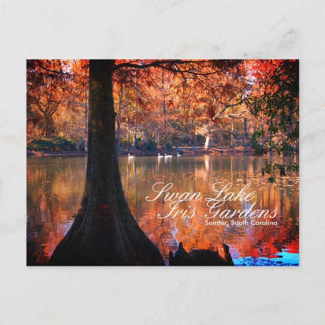 Svan Sjö Iris Trädgårdar vykort (Framsida)