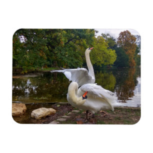 Svan sjö magnet