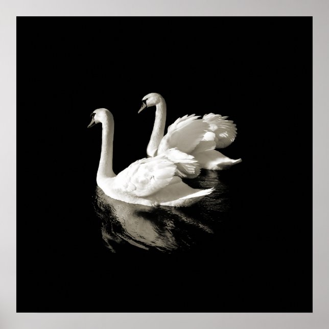 Svan Sjö - Svartvit poster (Framsidan)