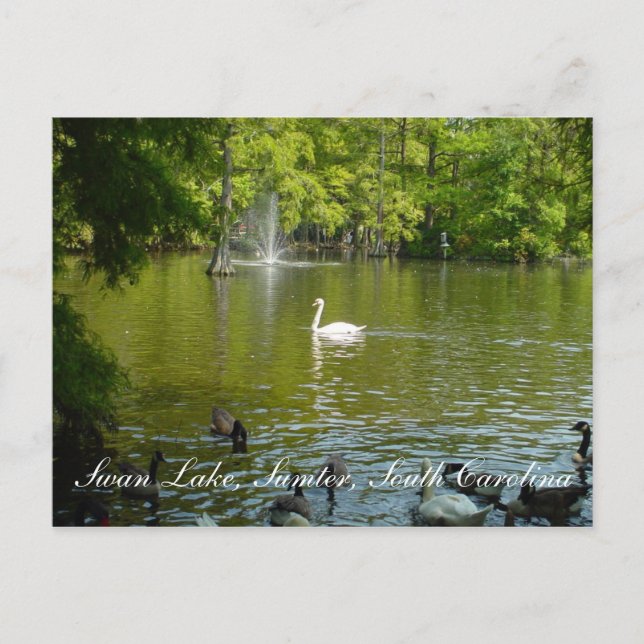 Svan Sjö Vykort (Framsida)