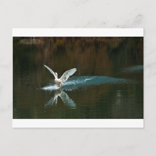 svan sjö vykort (Framsida)