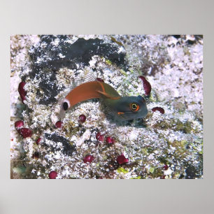 Svan Spot Blenny i S Pose Poster