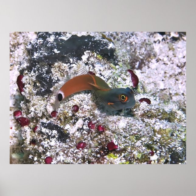 Svan Spot Blenny i S Pose Poster (Framsidan)
