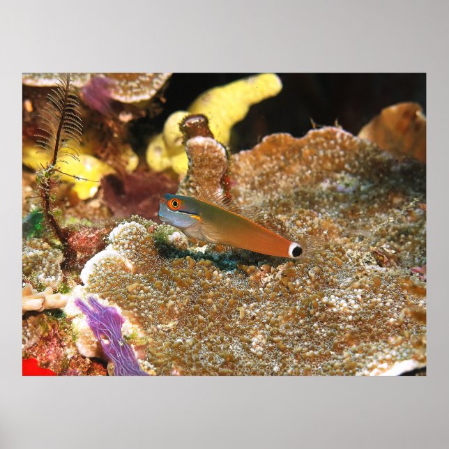 Svan Spot Blenny of Raja Ampat Poster (Framsidan)