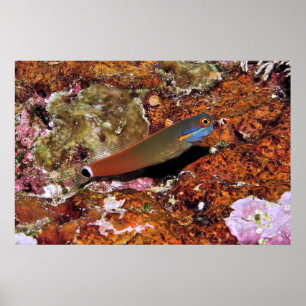 Svan Spot Blenny på svamp Poster