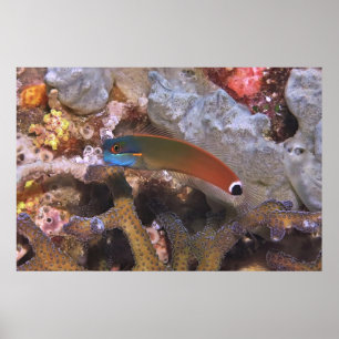 Svan Spot Blenny Poster