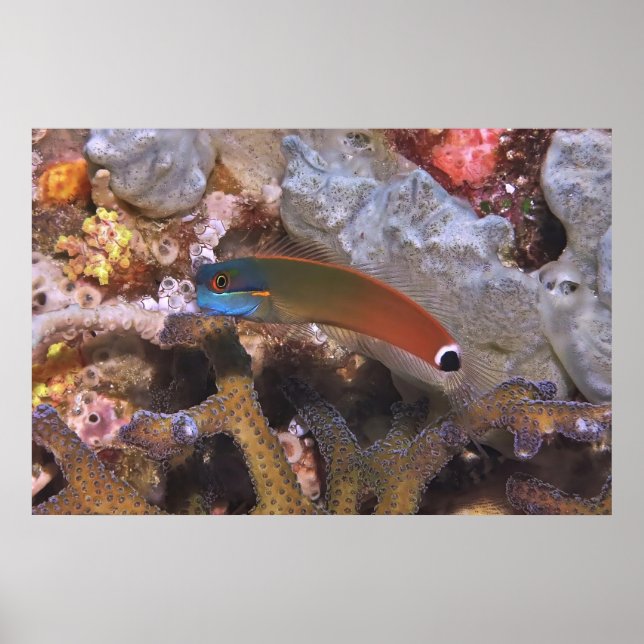 Svan Spot Blenny Poster (Framsidan)