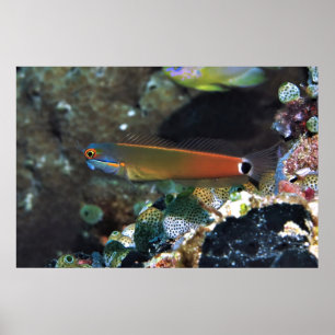 Svan Spot Blenny Poster