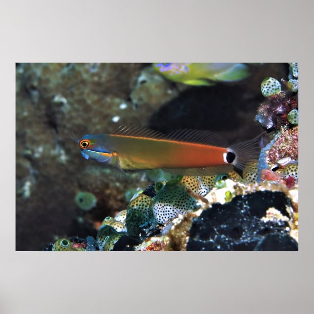 Svan Spot Blenny Poster (Framsidan)