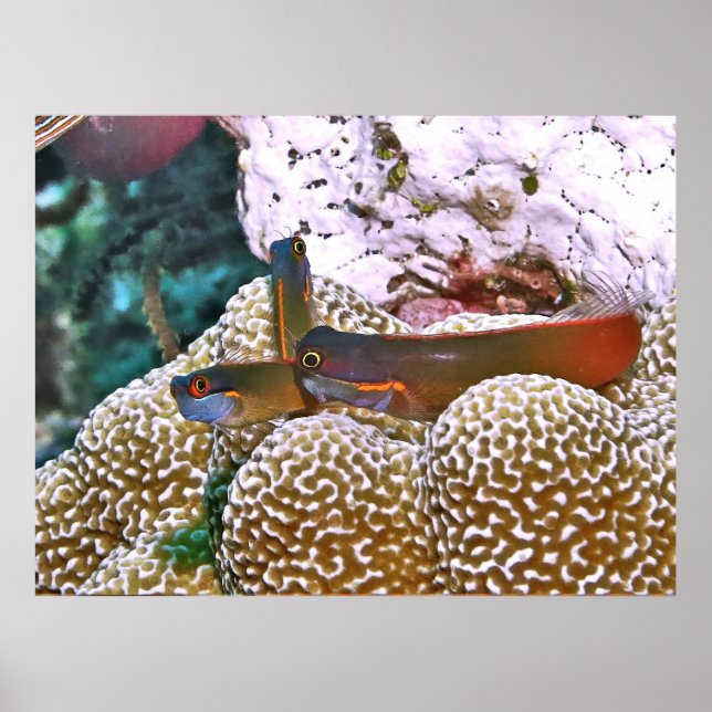 Svan Spot Blenny Trio Poster (Framsidan)