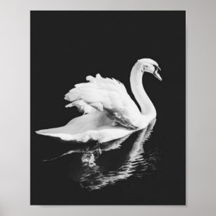 Svan Swimming Black and White Poster