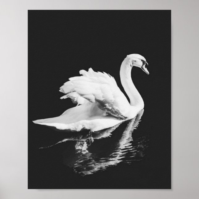 Svan Swimming Black and White Poster (Framsidan)