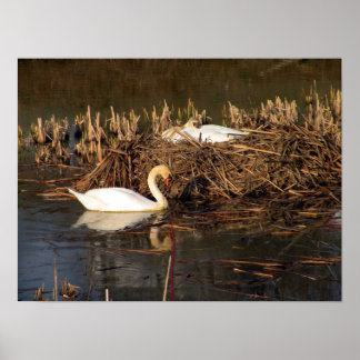 Svan tittar över sin Mate Poster