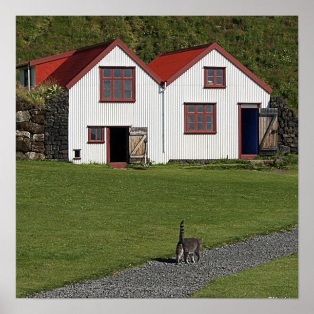 Svan up Cat Poster (Framsidan)