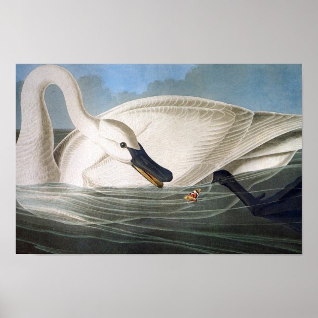 Svan-utskrift för Audubon Trumpeter Poster (Framsidan)