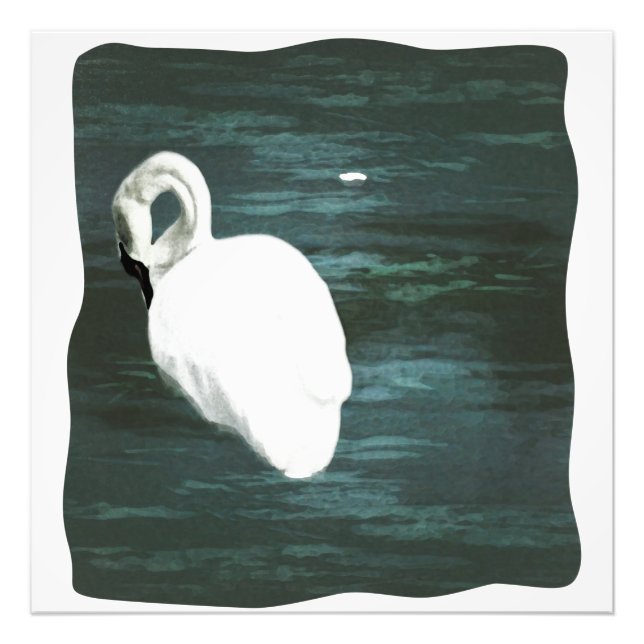 Svan vid dammen fototryck (Framsidan)