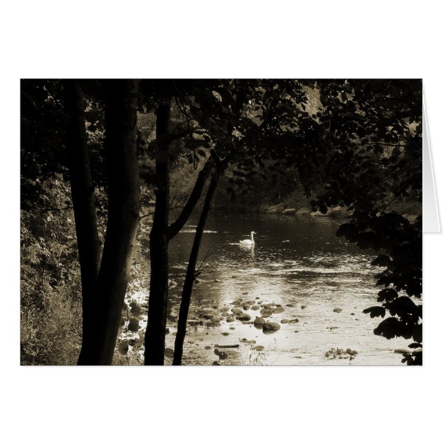 Svan vid floden hälsningskort (Framsidan Horizontal)