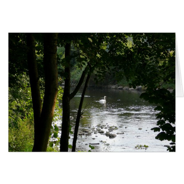 Svan vid floden II Hälsningskort (Framsidan Horizontal)