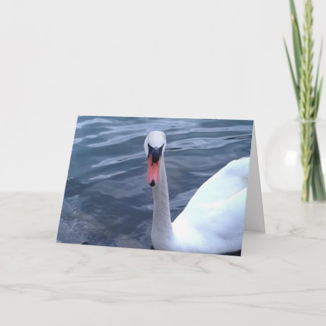 Svan vid Sjö Kort (Framsida)
