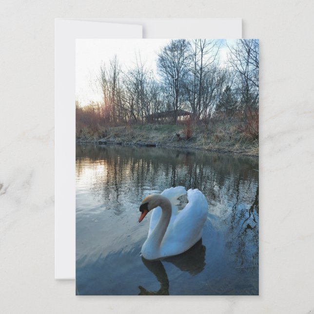 Svan vid sjö under solnedgången (Framsida)