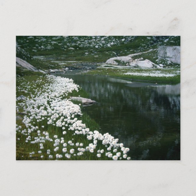 SVAN VYKORT (Framsida)