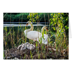 Svanar & Cygnet Hälsningskort