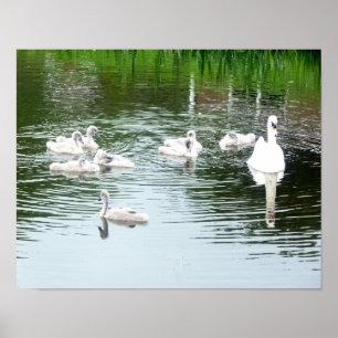 Svanar familj poster