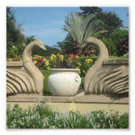 Svanar Guarding Hollis Gardens på en Fototryck