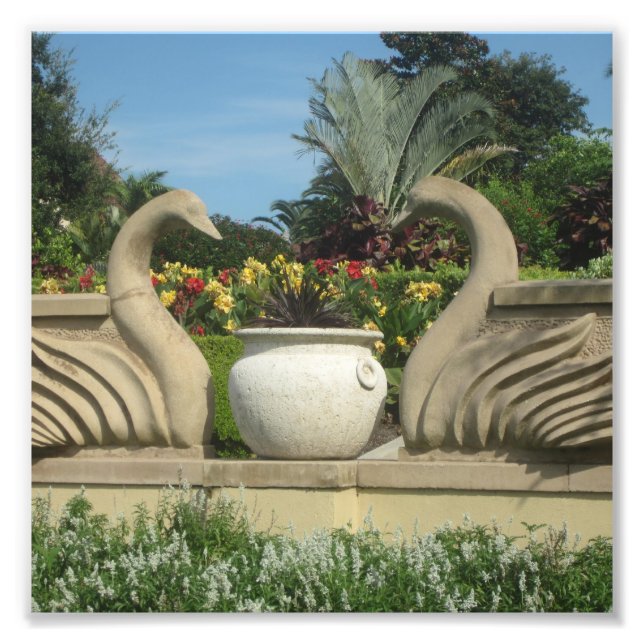 Svanar Guarding Hollis Gardens på en Fototryck (Framsidan)