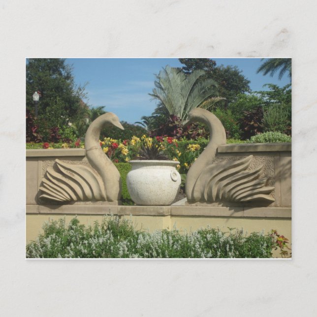 Svanar Guarding Hollis Gardens Vykort (Framsida)