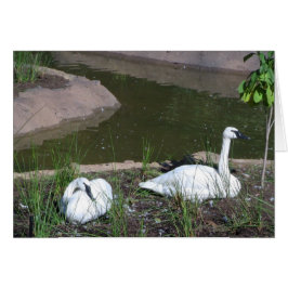 Svanar Hälsningskort