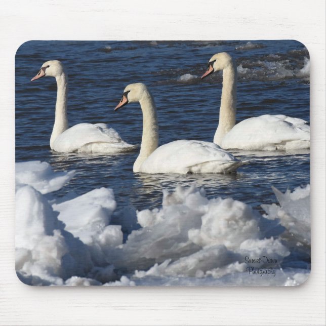 Svanar i floden Icey Musmatta (Framsidan)