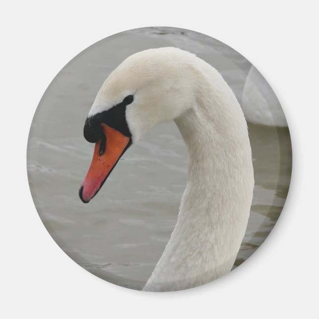 SVANAR i SJÖ Magnet (Framsidan)