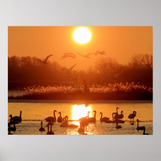 Svanar i Sjö vid Sunset Poster