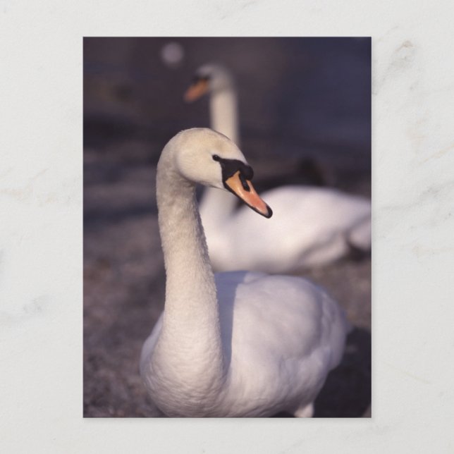 Svanar i Sjö Windermere Vykort (Framsida)