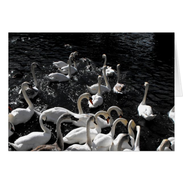 Svanar-kort Hälsningskort (Framsidan Horizontal)