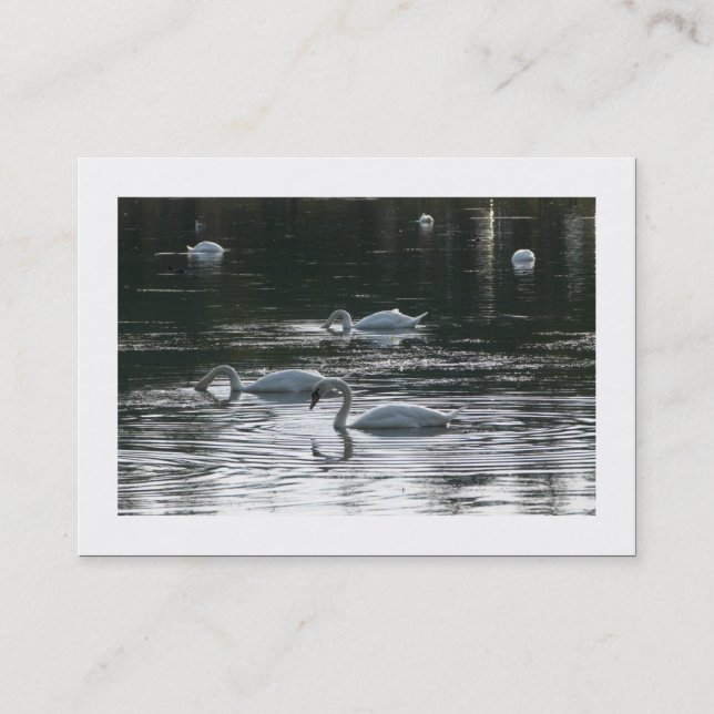 Svanar (lånad) visitkort (Framsida)