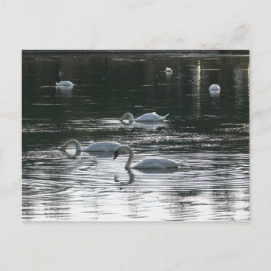 Svanar Matande, Roath Park Sjö, Cardiff Vykort