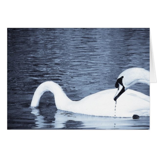 Svanar Matar Hälsningskort (Framsidan Horizontal)