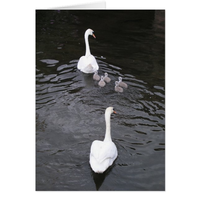 Svanar med cygnets hälsningskort (Framsidan)