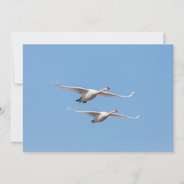 Svanar-naturfotokort (Framsida)