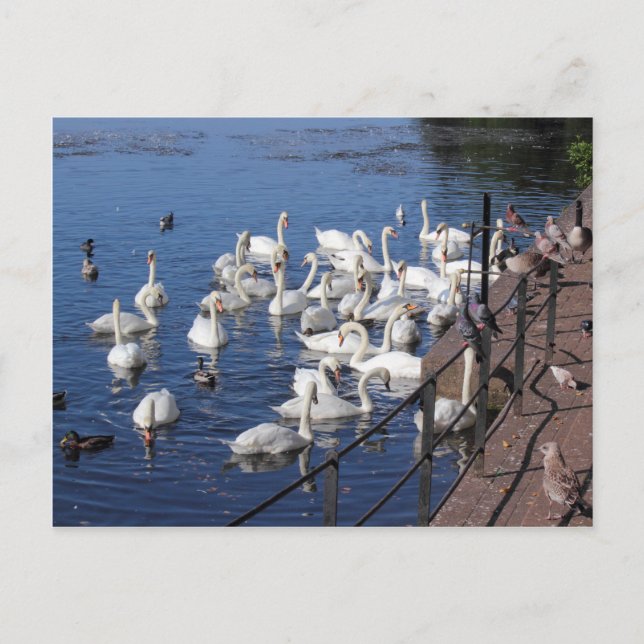 Svanar och andra fåglar vid Roath Park Sjö Cardiff Vykort (Framsida)