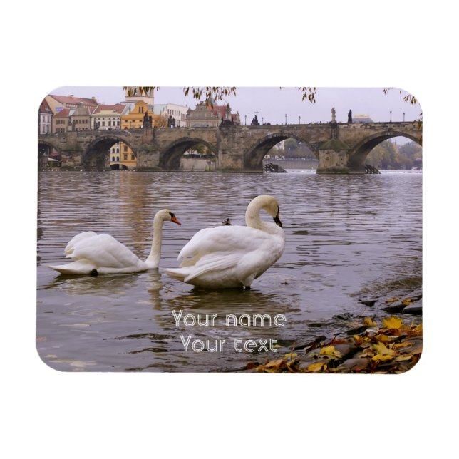 Svanar och Charles bridge i Prag Magnet (Horisontell)