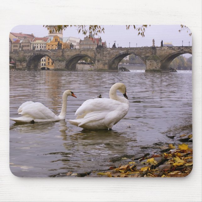 Svanar och Charles bridge i Prag Musmatta (Framsidan)