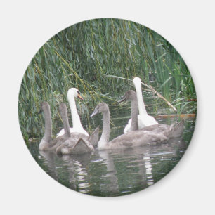 Svanar och Cygnet Magnet