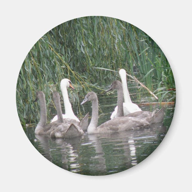 Svanar och Cygnet Magnet (Framsidan)
